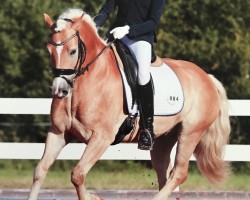 dressage horse Alexa’s Spooky Dream (8,20% ox) (Edelbluthaflinger, 2011, from Allgaier (8,59% ox))