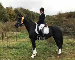 dressage horse Stella Della Nonna (Hanoverian, 2013, from Spörcken)