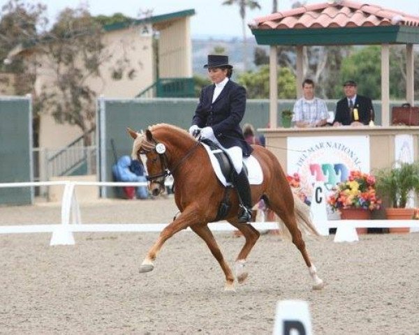 broodmare Diva's Lady WE (German Riding Pony, 2002, from Pilgrim’s Red)