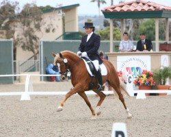 broodmare Diva's Lady WE (German Riding Pony, 2002, from Pilgrim’s Red)