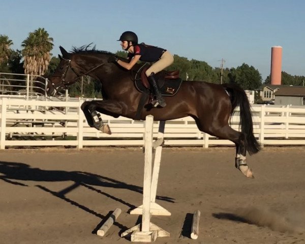 jumper Chakira B (Hanoverian, 2011, from Cristallo I)