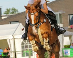 Springpferd Cashew 10 (Deutsches Reitpferd, 2009, von Carkoso)