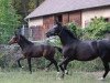 broodmare Nelly (Hanoverian, 2014, from Negro)