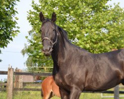 broodmare Domenica (Westphalian, 1998, from Dunhill H)