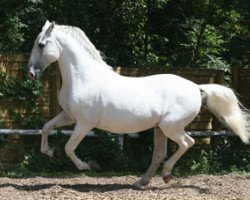 stallion Siglavy Servola-49 (Lipizzaner, 1991, from 323 Siglavy Beja)