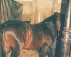 stallion Siglavy Perla-26 (Lipizzaner, 1975, from 214 Siglavy VII Graina)