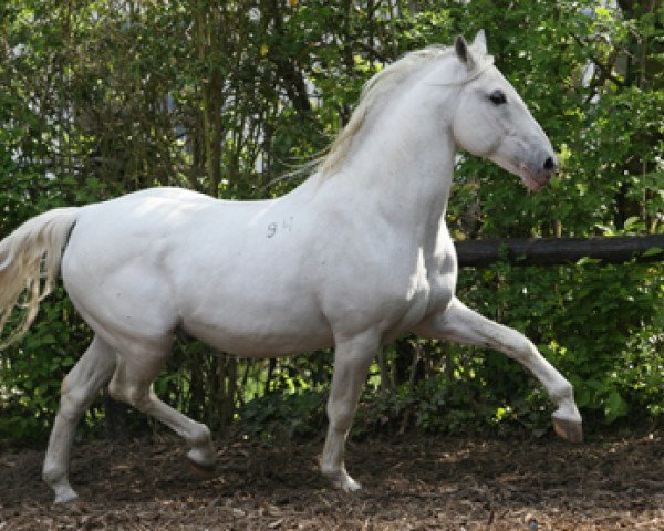 stallion Maestoso Toscana-94 (Lipizzaner, 1993, from Maestoso Saffa)