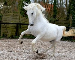 stallion KL-Siglavy Pastime-88 (Lipizzaner, 1999, from Siglavy Perla-26)