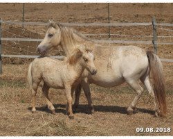 Zuchtstute Hippocampus Giggle (Nederlands Appaloosa Pony, 2010, von Serenity Acres Cocoas Double Lite)