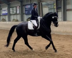 dressage horse Hagrid 4 (Oldenburg, 2001, from Harvard)