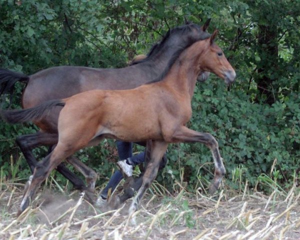 dressage horse Hengst von Indian Rock/Sandro Hit (Oldenburg, 2018, from Indian Rock)