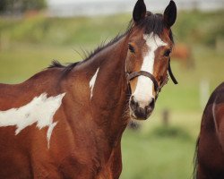 horse Freddy 298 (Pinto / Small Riding Horse, 2009, from Golden Diamond)