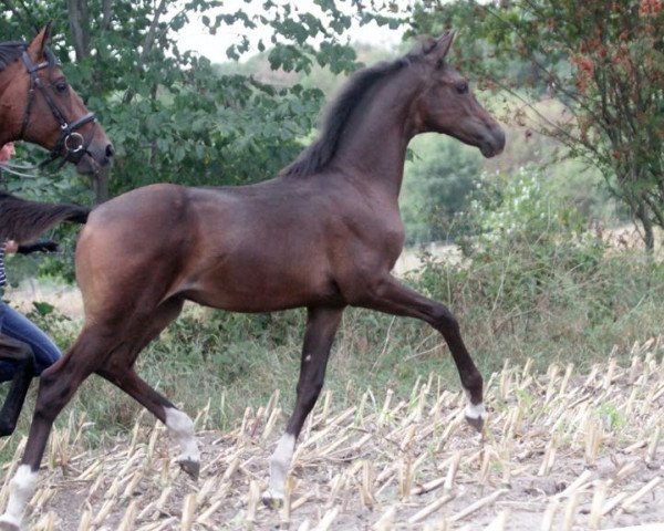 dressage horse Stute von Indian Rock/Fürstenball (Oldenburg, 2018, from Indian Rock)