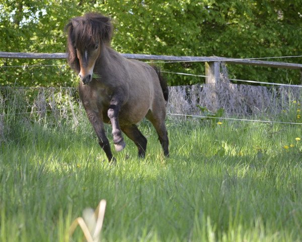 dressage horse Fröhlich von der Mühle (Shetland Pony, 2014, from Flaps)