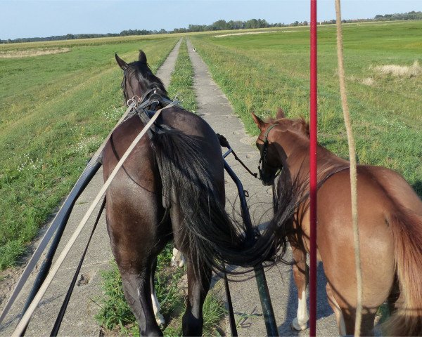 Zuchtstute Corletta (Deutsches Sportpferd, 2008, von Consul)