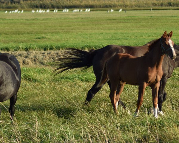 broodmare Paddy 184 (German Sport Horse, 2018, from Pilot's Letzter)