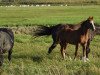 broodmare Paddy 184 (German Sport Horse, 2018, from Pilot's Letzter)