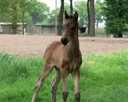 dressage horse Gustav (German Riding Pony, 2018, from Golden Grey NRW)