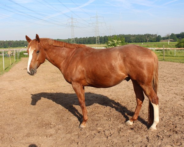 stallion Snowflake's Abendglanz (Thoroughbred, 2014, from Allthegoldnftknox xx)