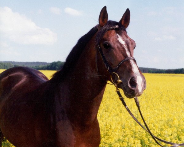 Pferd Blind Date Mister (Deutsches Reitpony, 1994, von Boss)
