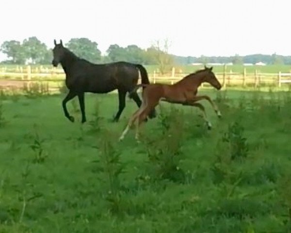 broodmare Elorah Dana (Hanoverian, 2018, from Emilio)