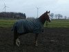 dressage horse Don Camillo 235 (Mecklenburg, 2001)