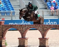 Springpferd Skara Glen's Machu Picchu (KWPN (Niederländisches Warmblut), 2007, von Silverstone)