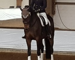 dressage horse Sam 1035 (Oldenburg, 2009, from Sungold 2)