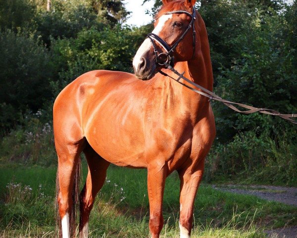 broodmare Werras Girl (Oldenburg, 2007, from Balou du Rouet)