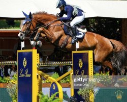 jumper Chela Ls (Mexican Riding Horse, 2004, from Fergar Mail)