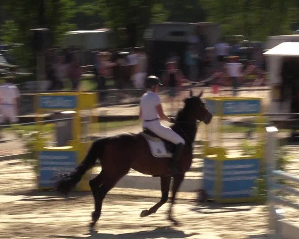 Reitturnier Hamm-Rhynern 2017