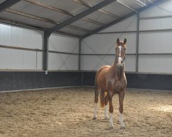 dressage horse Jacky Boy (KWPN (Royal Dutch Sporthorse), 2014, from Charmeur)