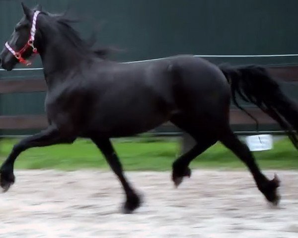 broodmare welmoed (Friese, 2015, from Thorben 466)