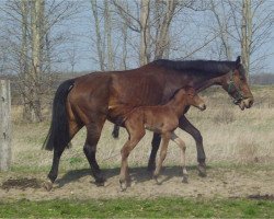 Zuchtstute Hera (Norwegisches Warmblut, 2007, von Diaz)