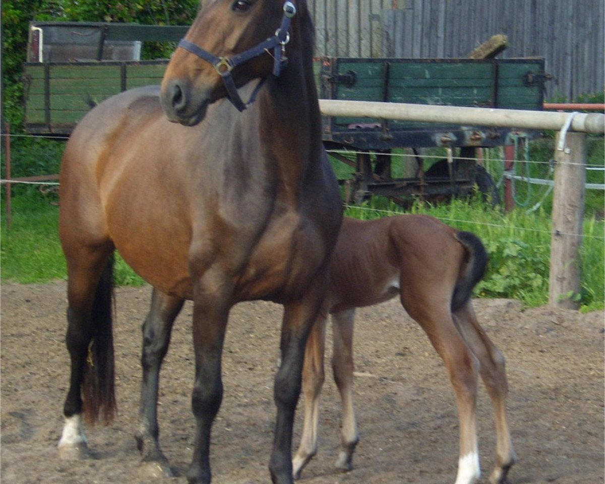 Zuchtstute Conaica (Deutsches Sportpferd, 2005, von Consul)