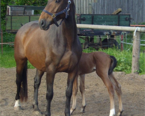 broodmare Conaica (German Sport Horse, 2005, from Consul)