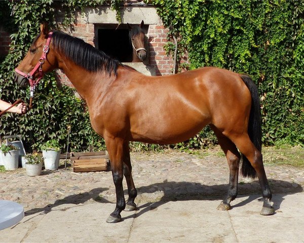 broodmare Amy 266 (German Sport Horse, 2006, from Askari)