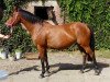 broodmare Amy 266 (German Sport Horse, 2006, from Askari)