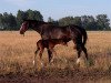 broodmare Greta (Brandenburg, 1992, from Grosso Z)