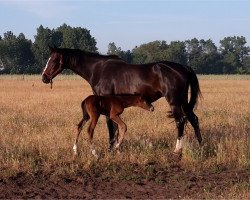 Zuchtstute Greta (Brandenburger, 1992, von Grosso Z)