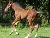 broodmare Camilla 172 (German Sport Horse, 2015, from Cappucino)