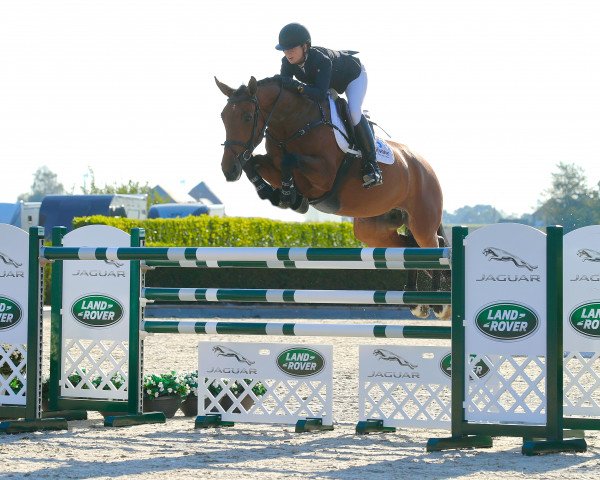 Springpferd Coco Chanel M (Rheinländer, 2012, von Cristallo II)