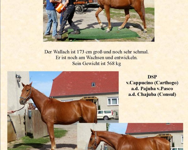 Pferd Capasco (Deutsches Sportpferd, 2015, von Cappucino)