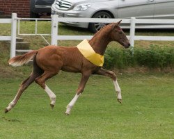 stallion Vitation (Rhinelander, 2017, from Vitalis)