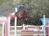 dressage horse Cavallino S (Hanoverian, 2009, from Chico's Boy)