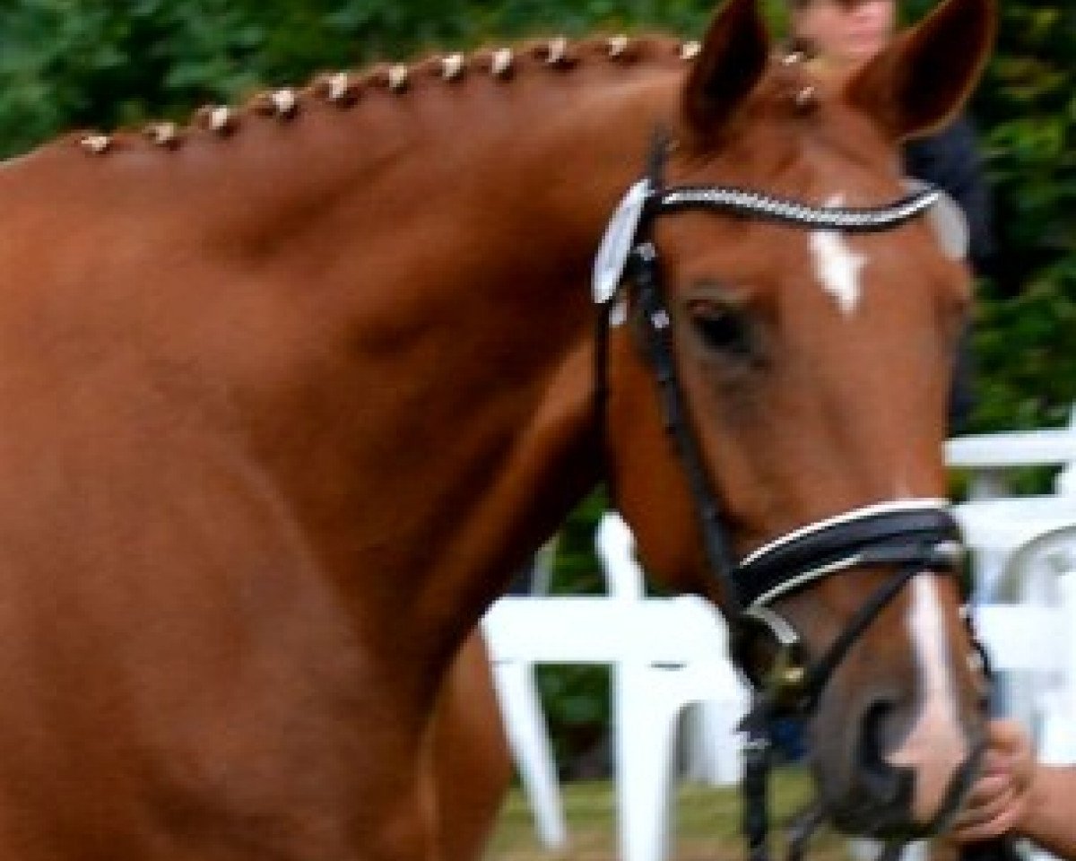 Zuchtstute Fiona (Hannoveraner, 2012, von Foundation 2)