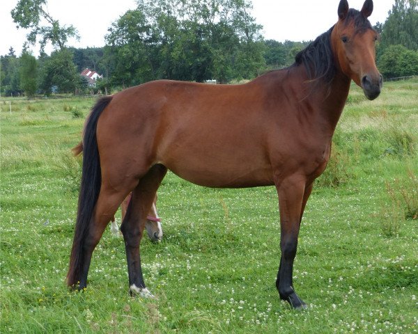 broodmare Capsedyna (German Sport Horse, 2012, from Cappucino)