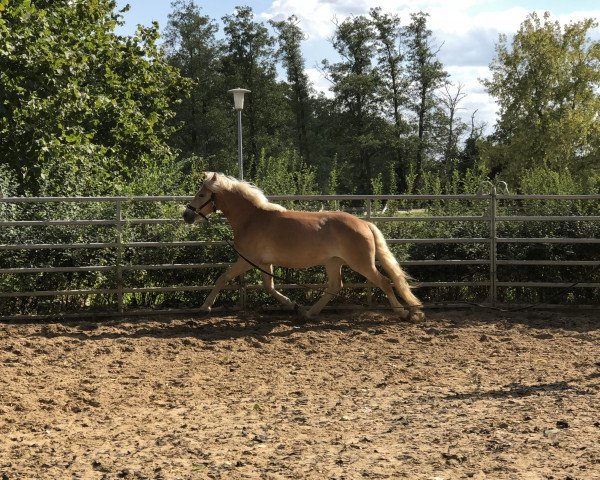 Pferd Aber Hallo (Haflinger, 2016, von Aaron)