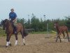 broodmare Amola Loreen (German Sport Horse, 2007, from Amorado)