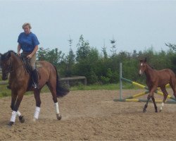 broodmare Amola Loreen (German Sport Horse, 2007, from Amorado)